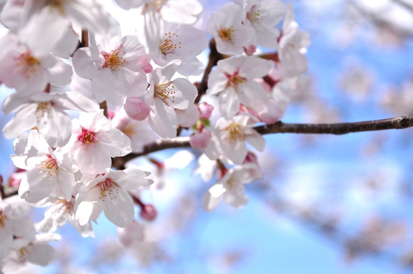 【春限定プラン】お部屋で春を感じる♪桜スイーツ＆桜茶セット☆朝食無料サービス☆大浴場完備